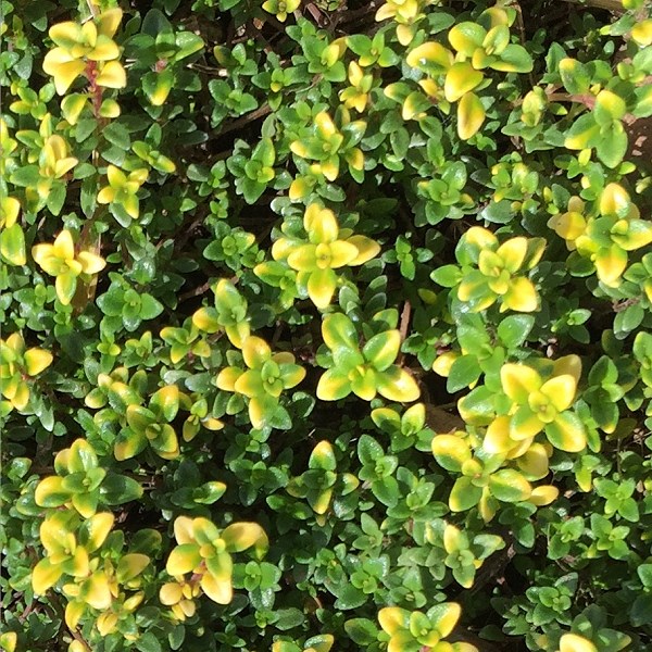 Thymus 'Goldstream' Goldstream Thyme