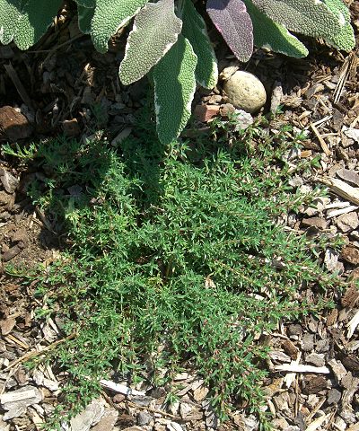 Heretus Thyme Ground Cover under Tricolor Garden Sage