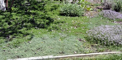 Ground Cover Thymes Choosing Preparing, Wooly Thyme Ground Cover Seeds