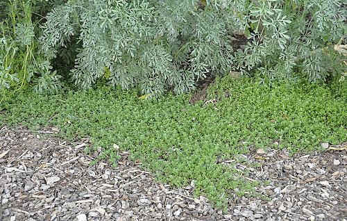 Thymus Pink Lemonade Thyme, Thyme As Ground Cover Plant