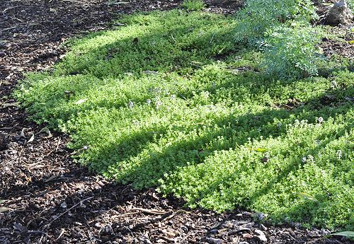 Ground Cover Thymes Choosing Preparing The Site Planting Tips Ground Cover Thymes Choosing Preparing, Ground Cover Herbs