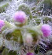 Wild and Woolly Hair of Elfin Thyme