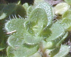 Close up of Hall's Woolly Thyme Leaves