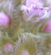 Creeping Red Thyme Up Close