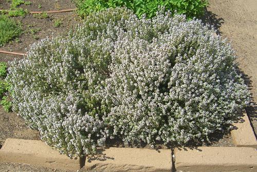 English Thyme blooming in the garden.