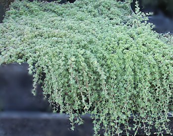 Thymus Woolly Thyme, Wooly Thyme Ground Cover Seeds