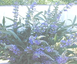 Vitex Bouquet