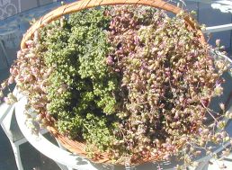 Culinary and Ornamental Oregano Flowers